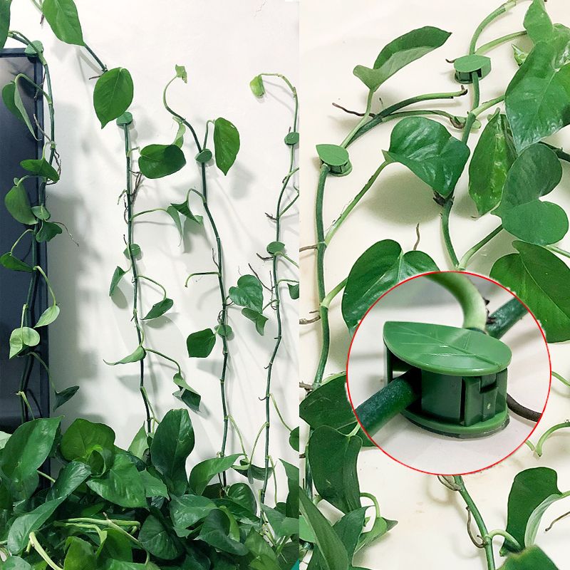 Vine Climbing Plastic - 10/30/50個入り 植物用クライミングウォール固定クリップ ラタンつる固定具 自己粘着フック 見えないガーデンバインディングクリップ ウォールスティッキークリップ